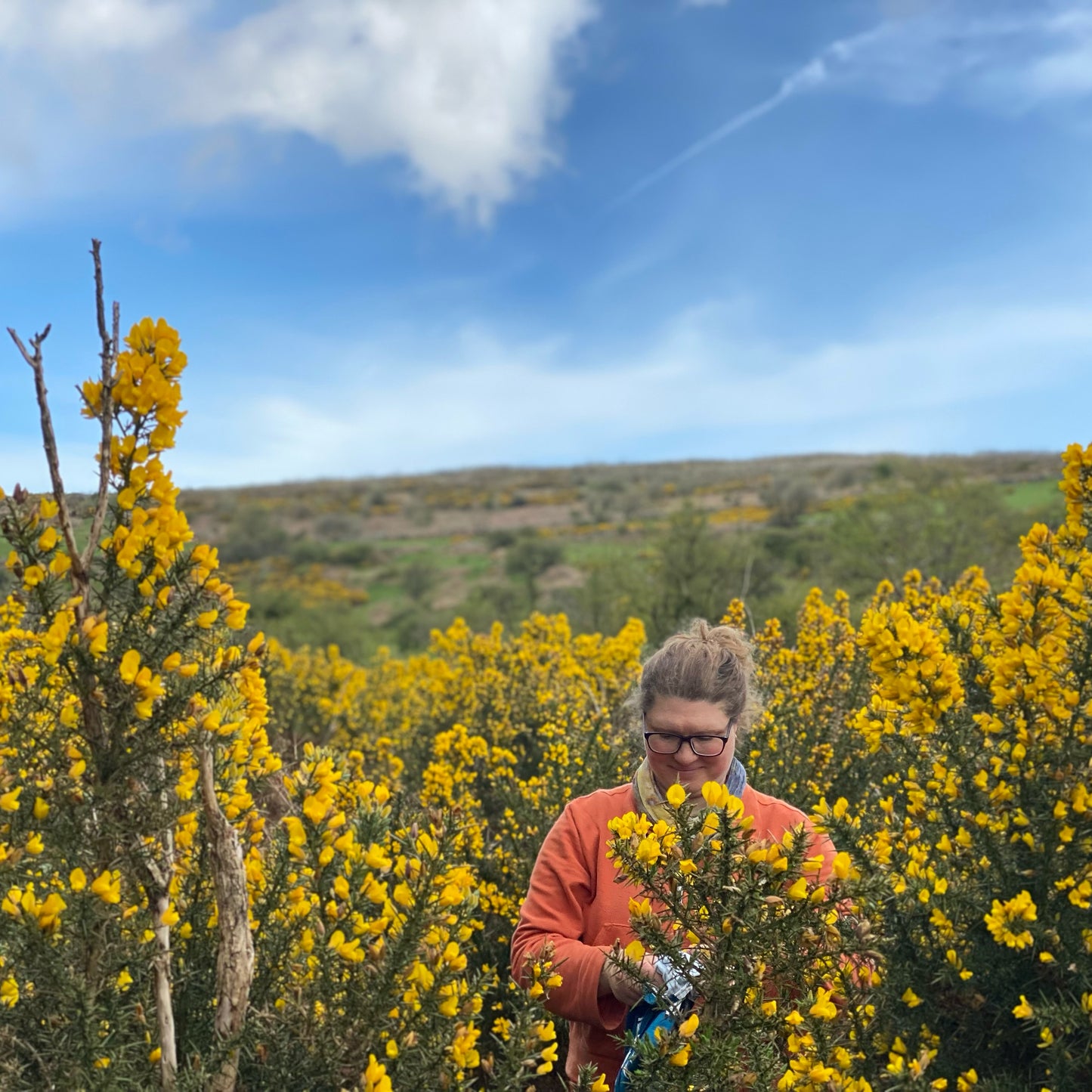 Gorse ink made from foraged Dartmoor gorse petals