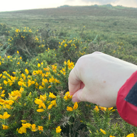 Gorse ink made from foraged Dartmoor gorse petals