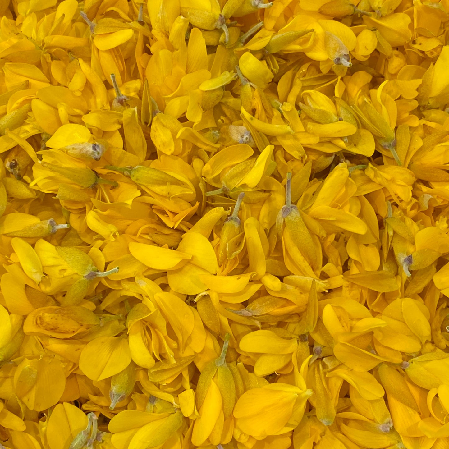 Gorse ink made from foraged Dartmoor gorse petals